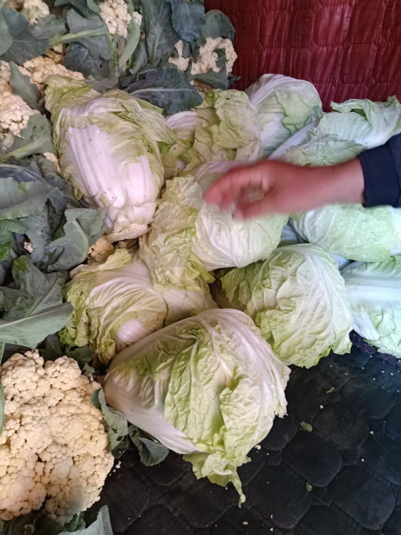 陆地白菜小棵大白菜净菜大量上市