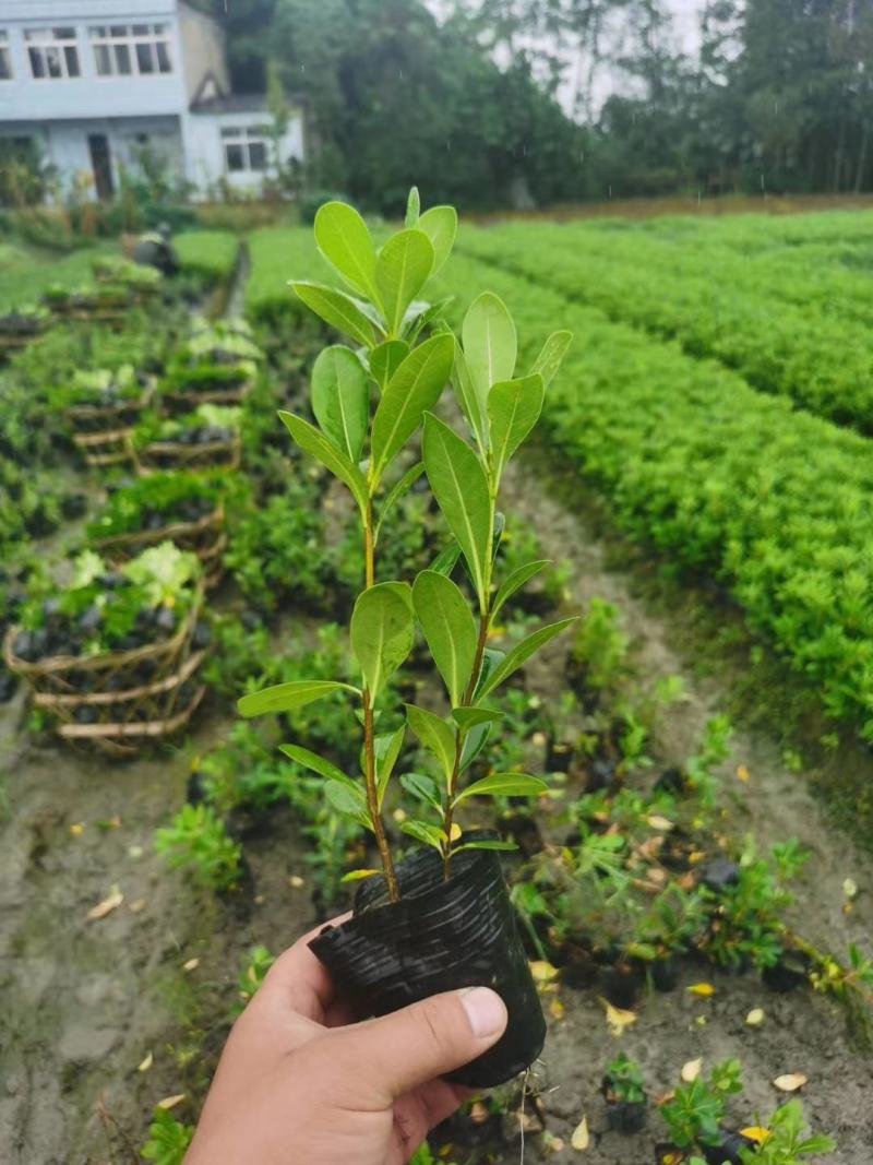 基地直销各规格精品海桐小苗，量大从优，欢迎选购