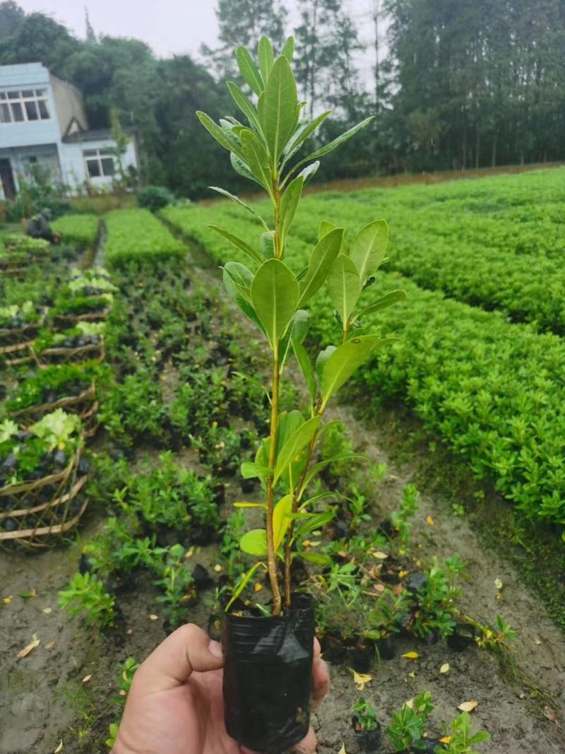 基地直销各规格精品海桐小苗，量大从优，欢迎选购