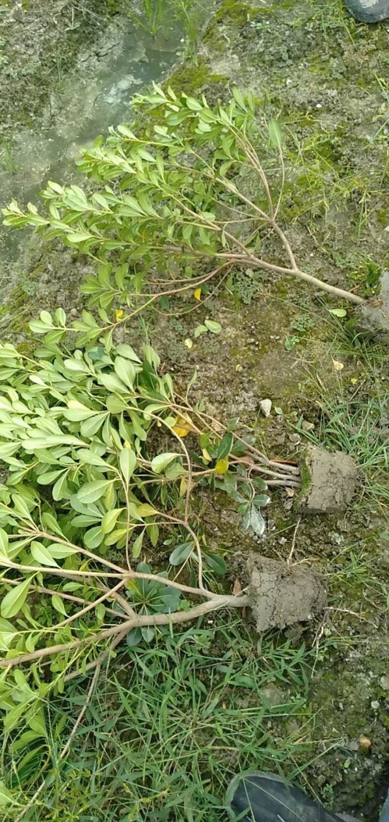 基地直销各规格精品海桐小苗，量大从优，欢迎选购