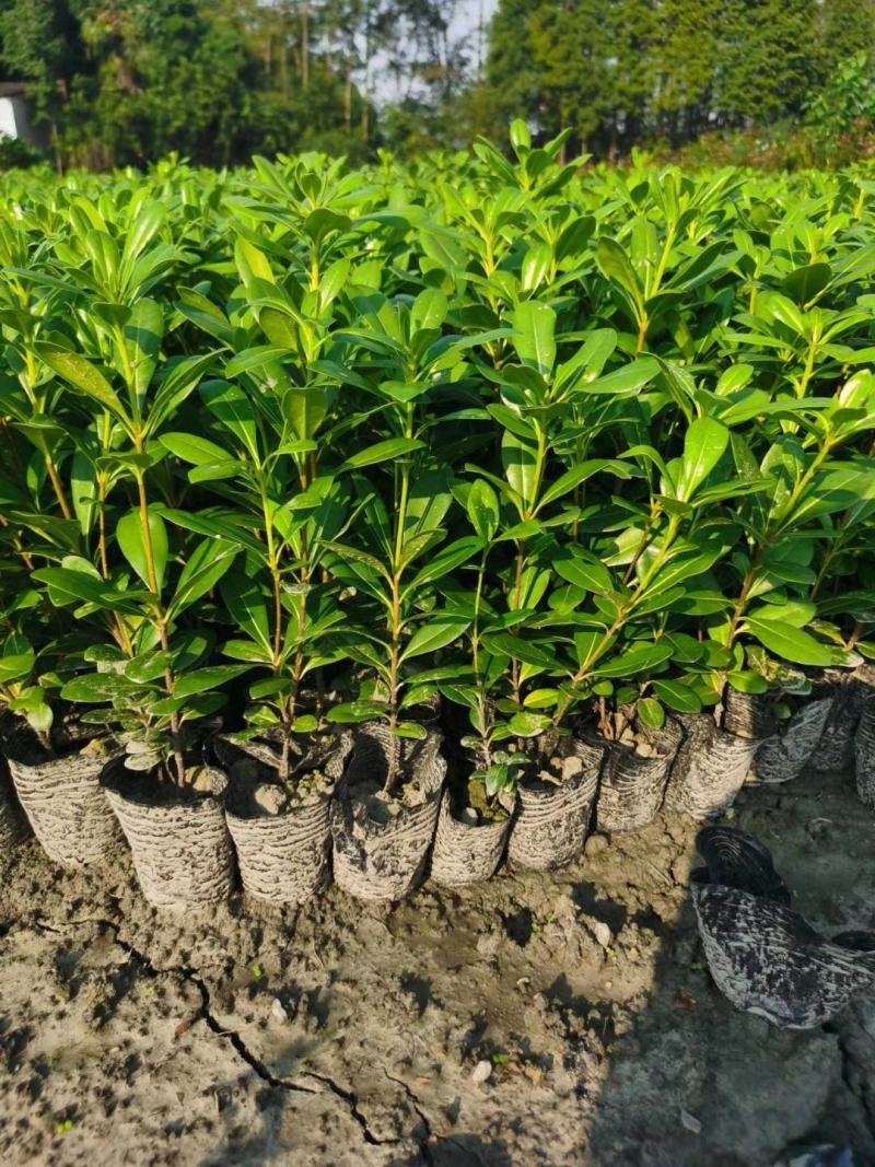 基地直销各规格精品海桐小苗，量大从优，欢迎选购