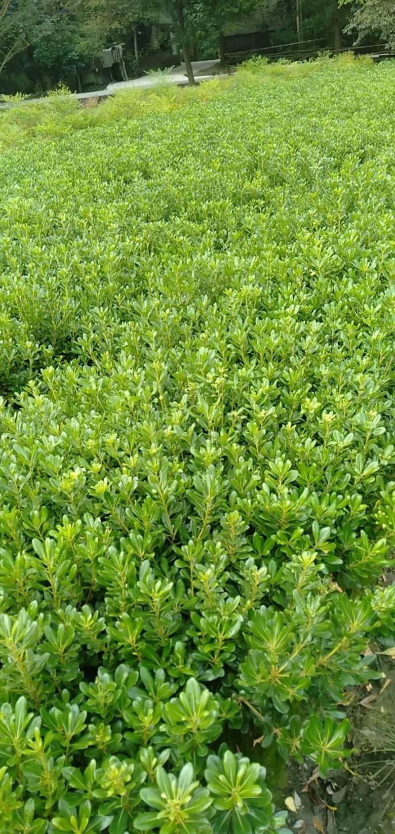基地直销各规格精品海桐小苗，量大从优，欢迎选购