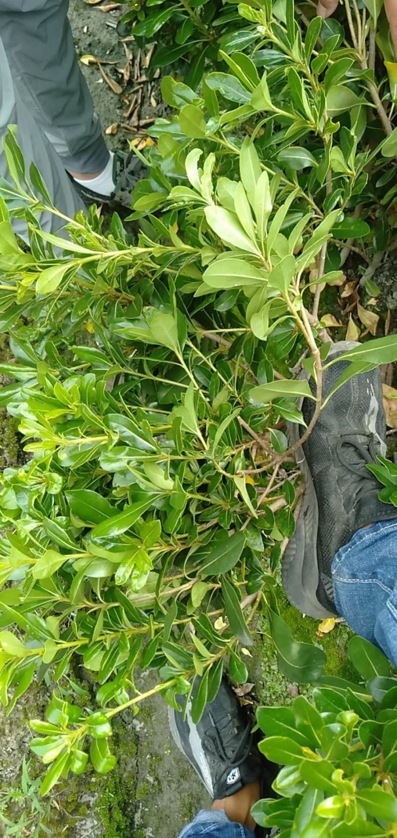 基地直销各规格精品海桐小苗，量大从优，欢迎选购