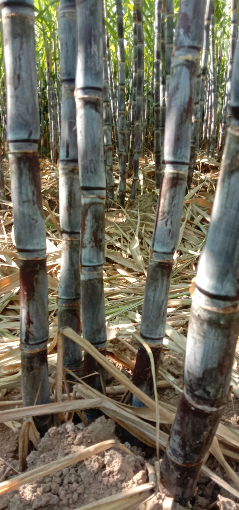 河南黑皮甘蔗，大量供应，合作社种植，全国代发，无代收费。