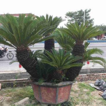 福建大铁树苏铁批发各种规格铁树盆景价格苗农直销基地