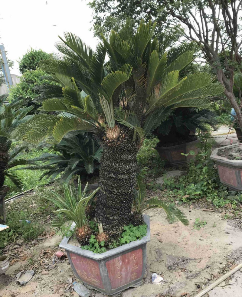 福建大铁树苏铁批发各种规格铁树盆景价格苗农直销基地