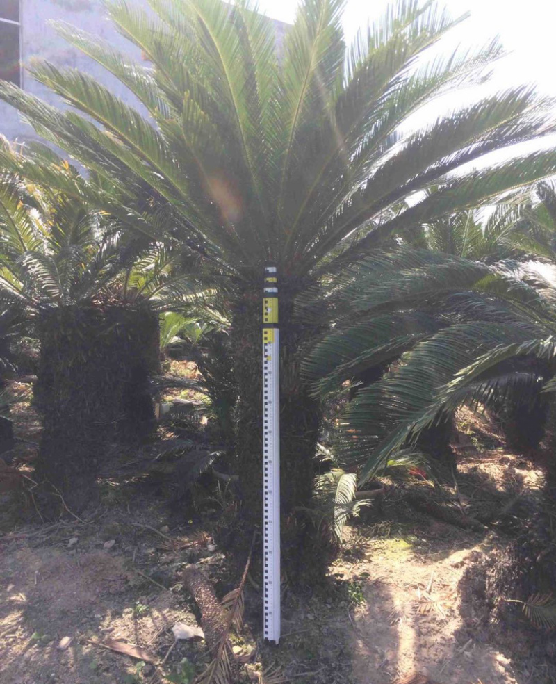 福建大铁树苏铁批发各种规格铁树盆景价格苗农直销基地