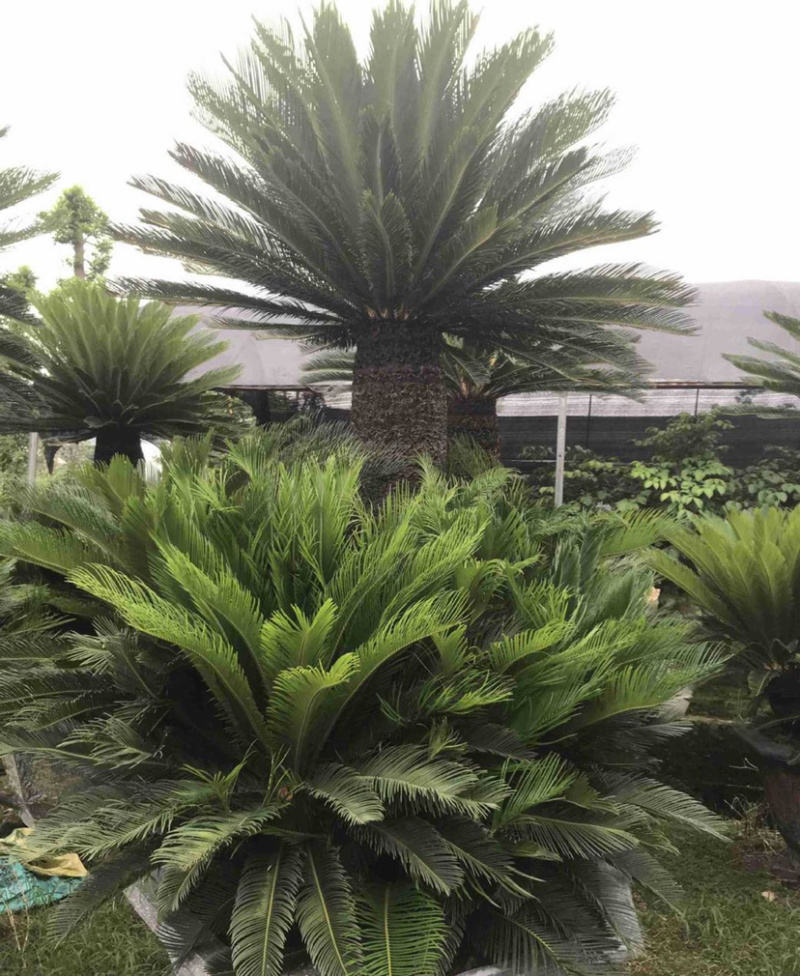 福建大铁树苏铁批发各种规格铁树盆景价格苗农直销基地