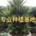 福建大铁树苏铁批发各种规格铁树盆景价格苗农直销基地