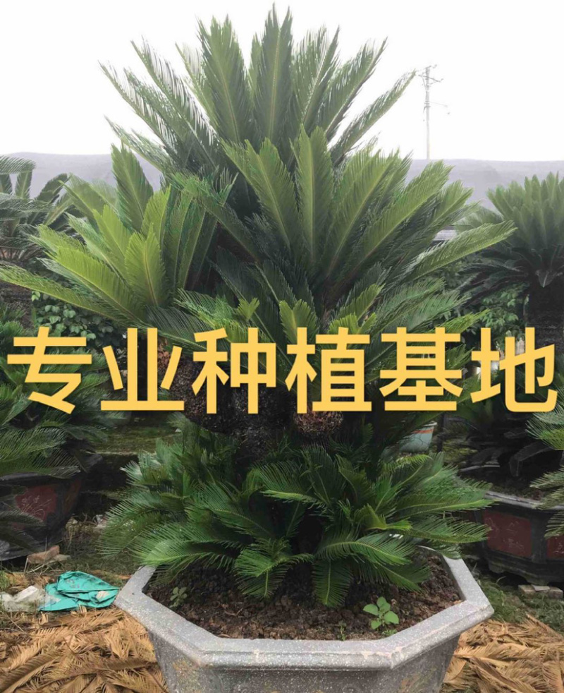 福建大铁树苏铁批发各种规格铁树盆景价格苗农直销基地