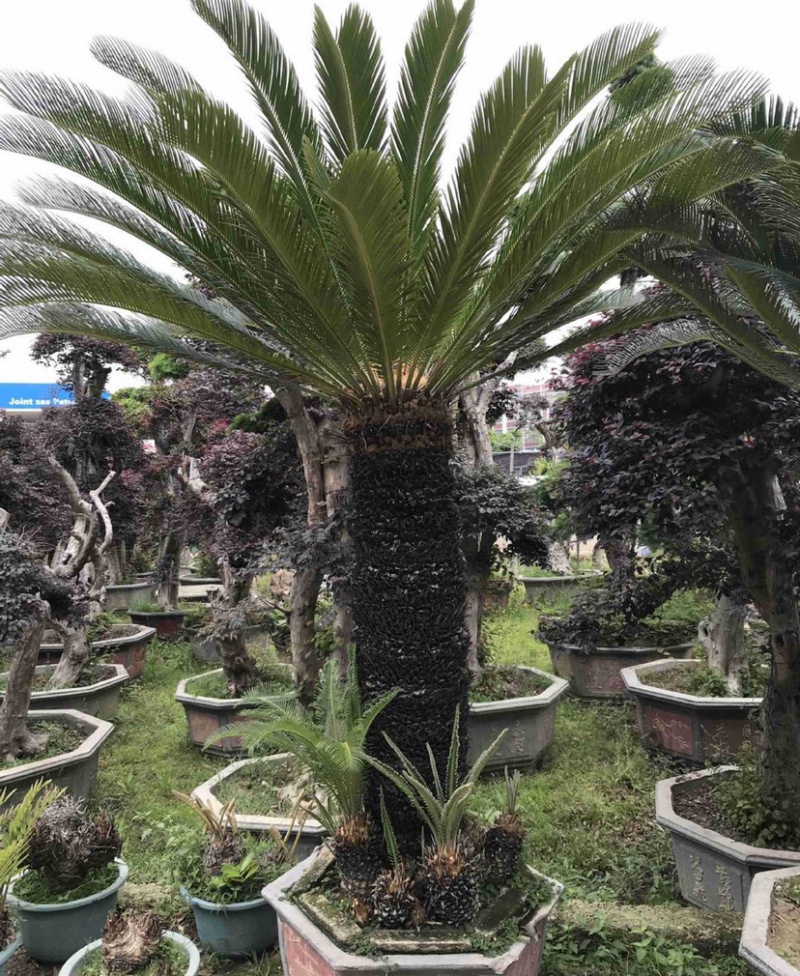 福建大铁树苏铁批发各种规格铁树盆景价格苗农直销基地