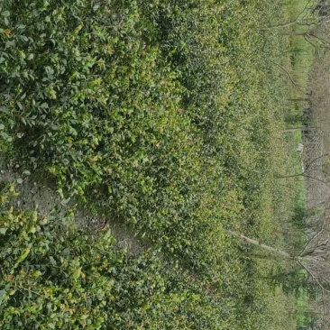四川成都温江基地苗圃茶梅，基地货，工程货