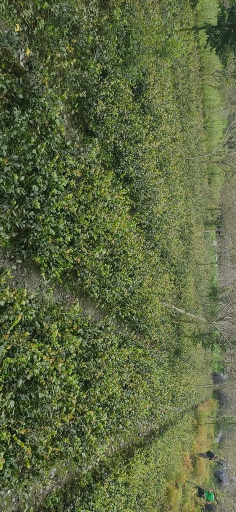 四川成都温江基地苗圃茶梅，基地货，工程货