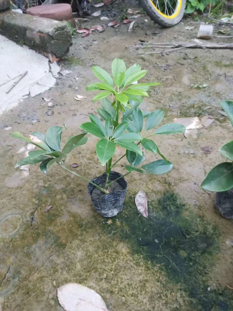 苗圃直销各规格精品鸭脚木，量大从优，欢迎选购