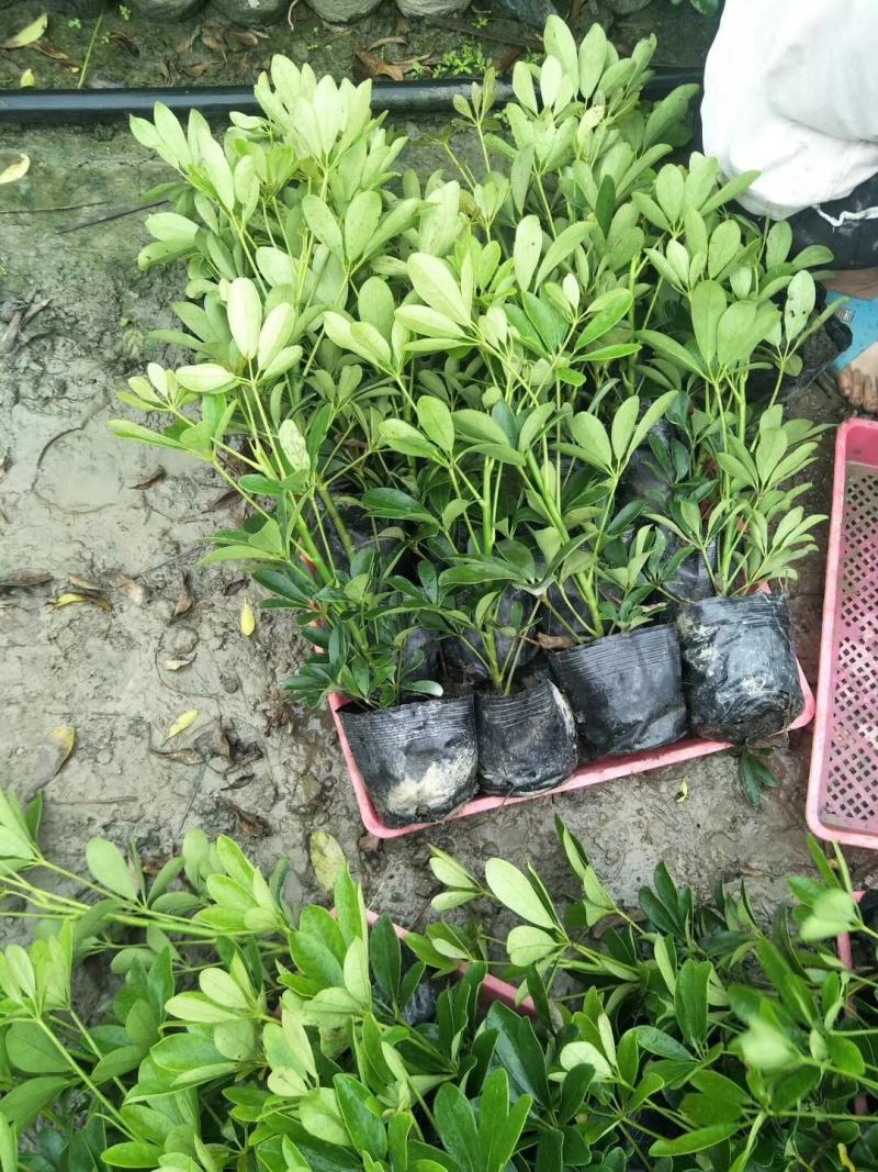 苗圃直销各规格精品鸭脚木，量大从优，欢迎选购