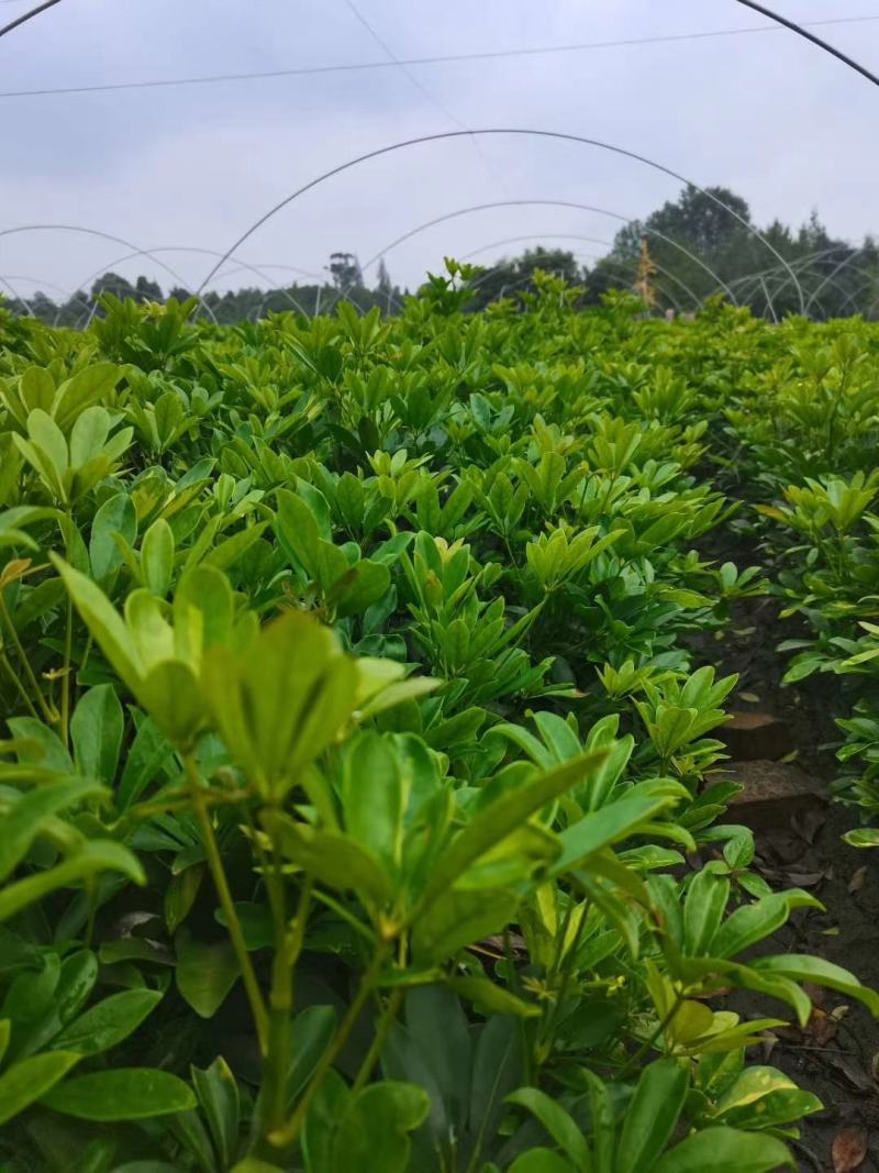 苗圃直销各规格精品鸭脚木，量大从优，欢迎选购