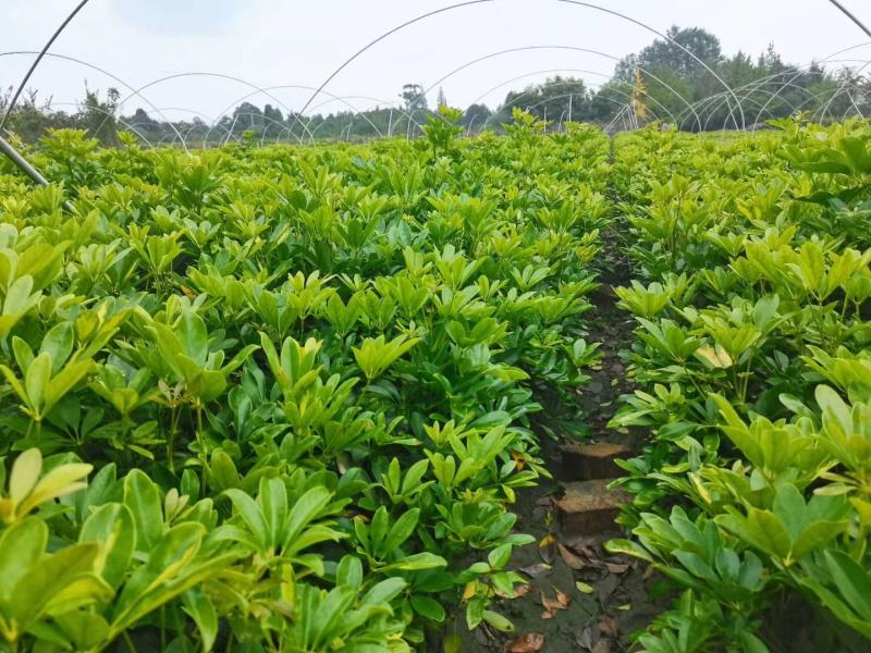 苗圃直销各规格精品鸭脚木，量大从优，欢迎选购