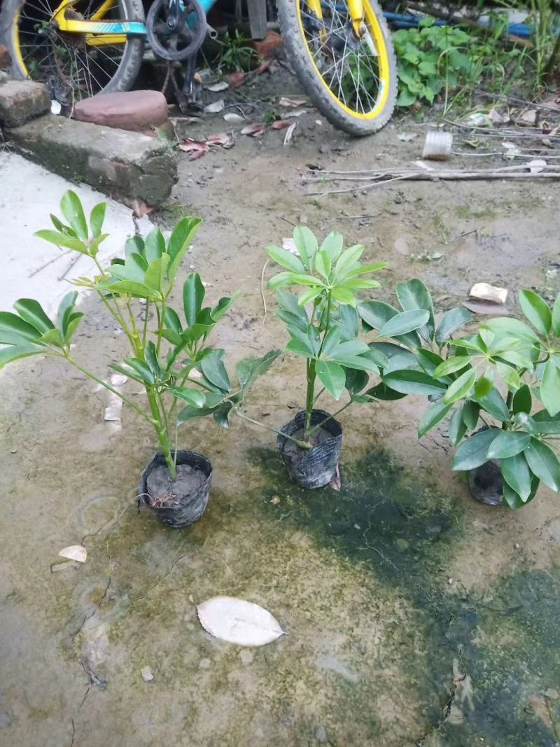 苗圃直销各规格精品鸭脚木，量大从优，欢迎选购