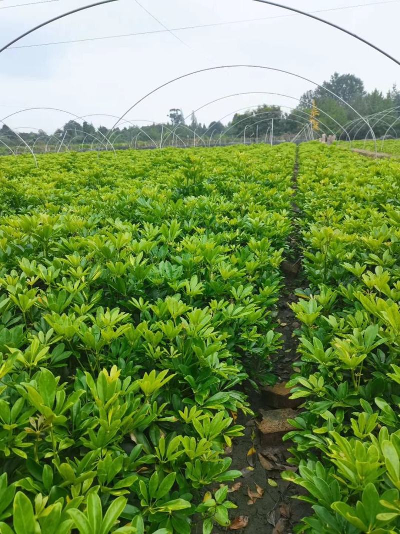 苗圃直销各规格精品鸭脚木，量大从优，欢迎选购