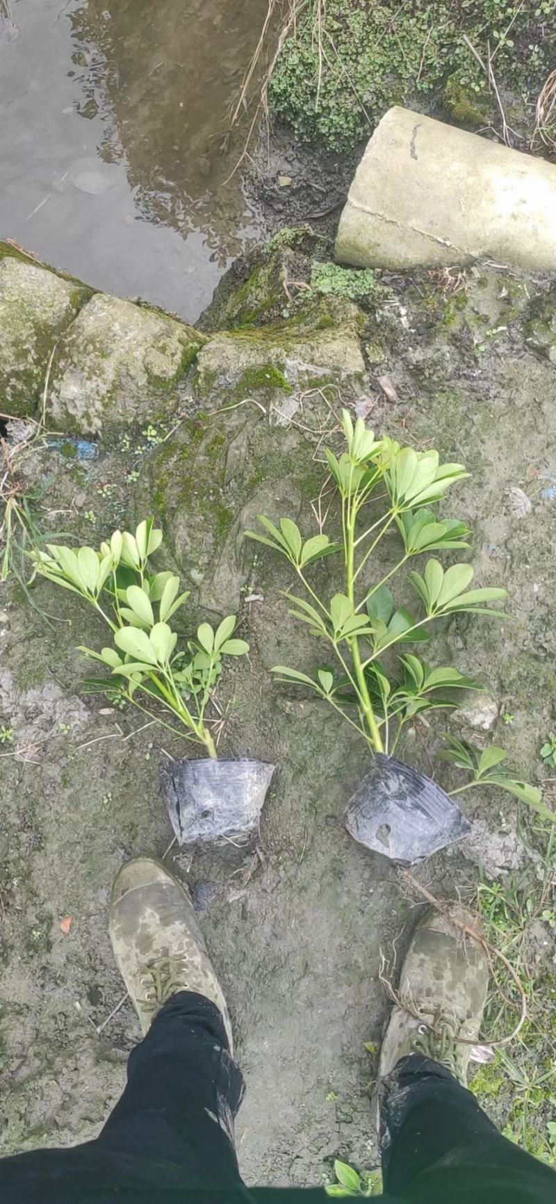 苗圃直销各规格精品鸭脚木，量大从优，欢迎选购