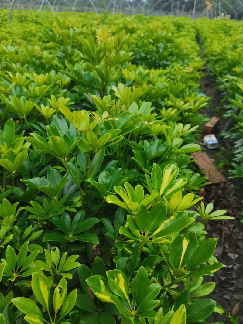 苗圃直销各规格精品鸭脚木，量大从优，欢迎选购