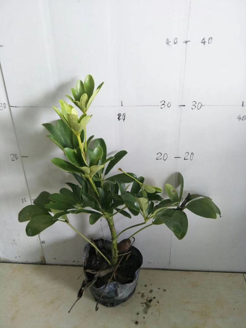 苗圃直销各规格精品鸭脚木，量大从优，欢迎选购