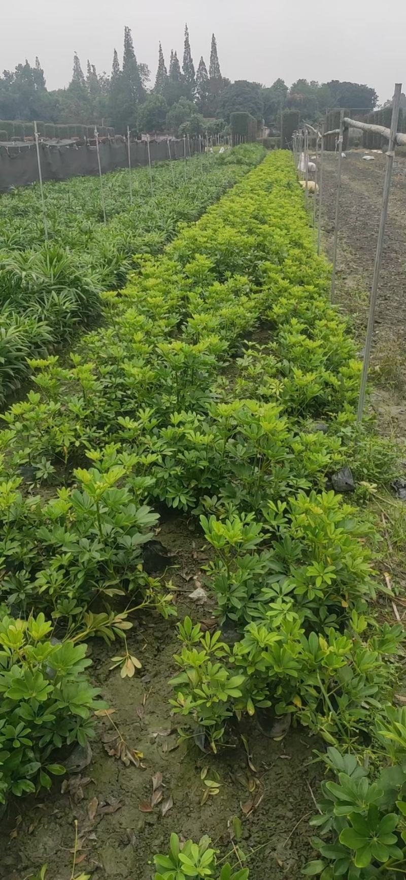 苗圃直销各规格精品鸭脚木，量大从优，欢迎选购