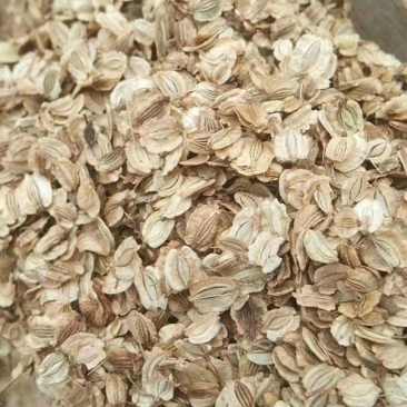 白芷种子，各种种子纯新货