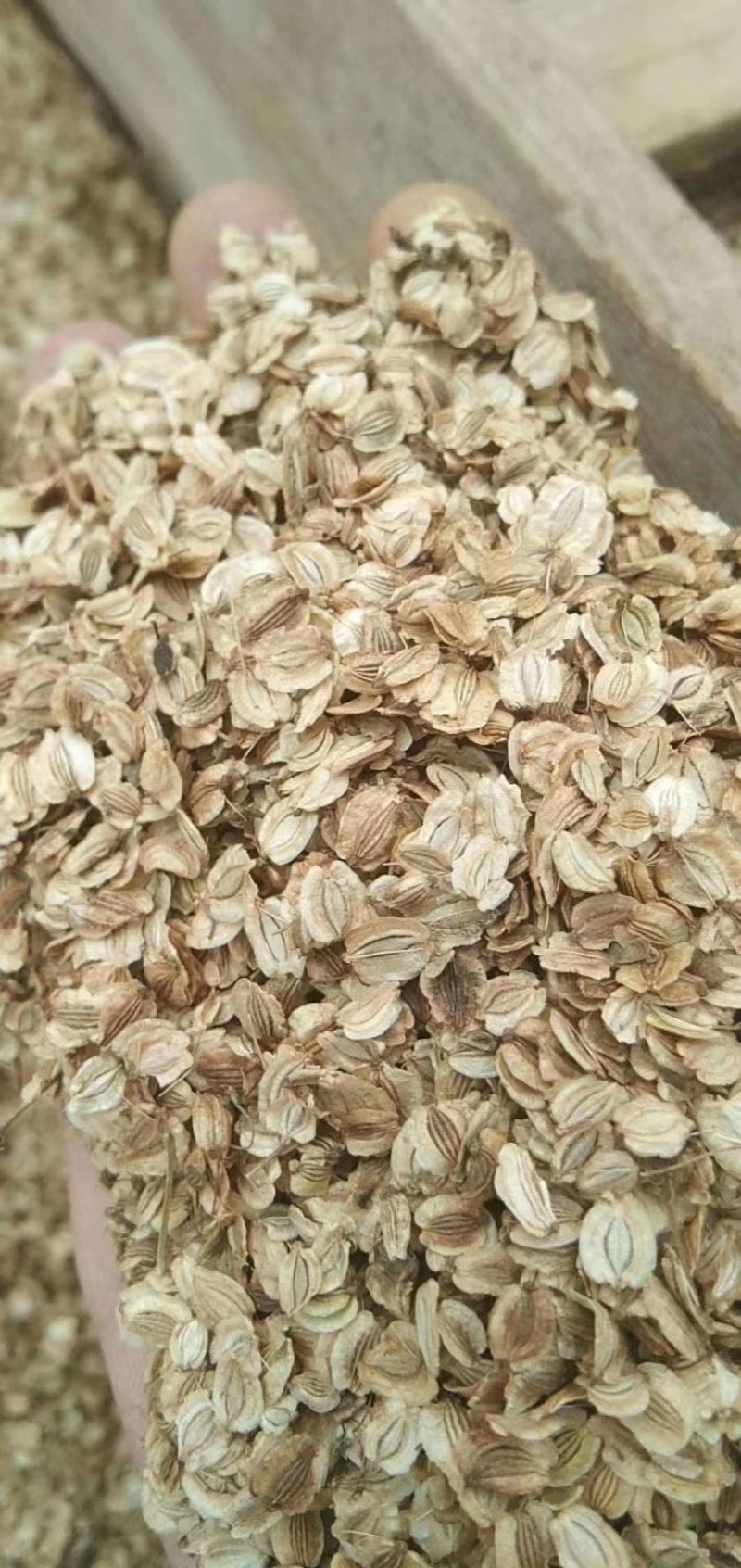 白芷种子，各种种子纯新货