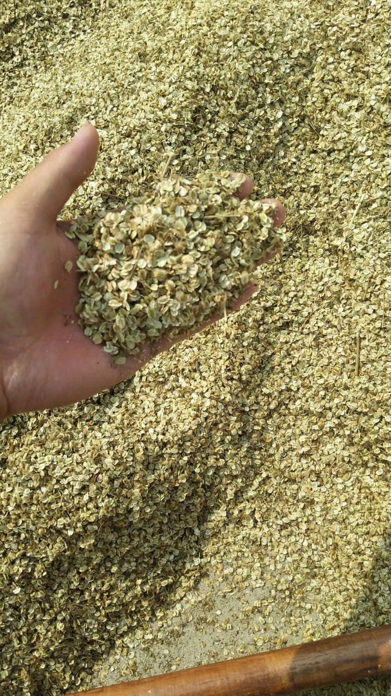 白芷种子，各种种子纯新货