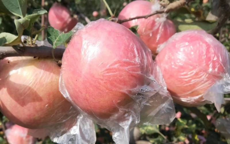 红富士苹果精选精品大果80mm脆甜多汁一件代发