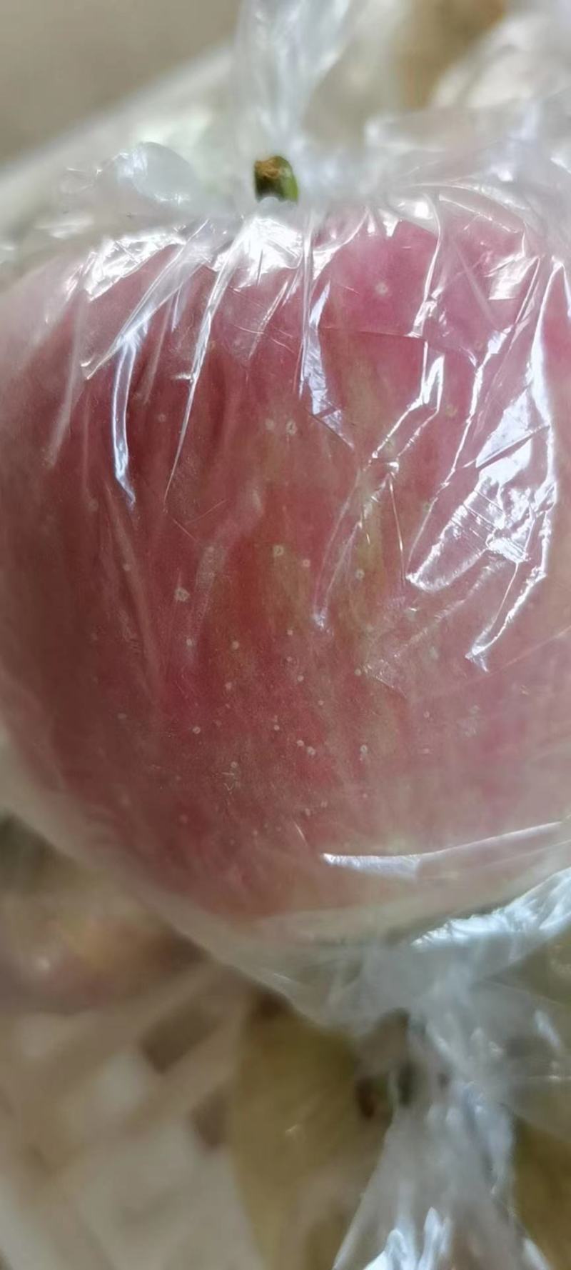 红富士苹果精选精品大果80mm脆甜多汁一件代发