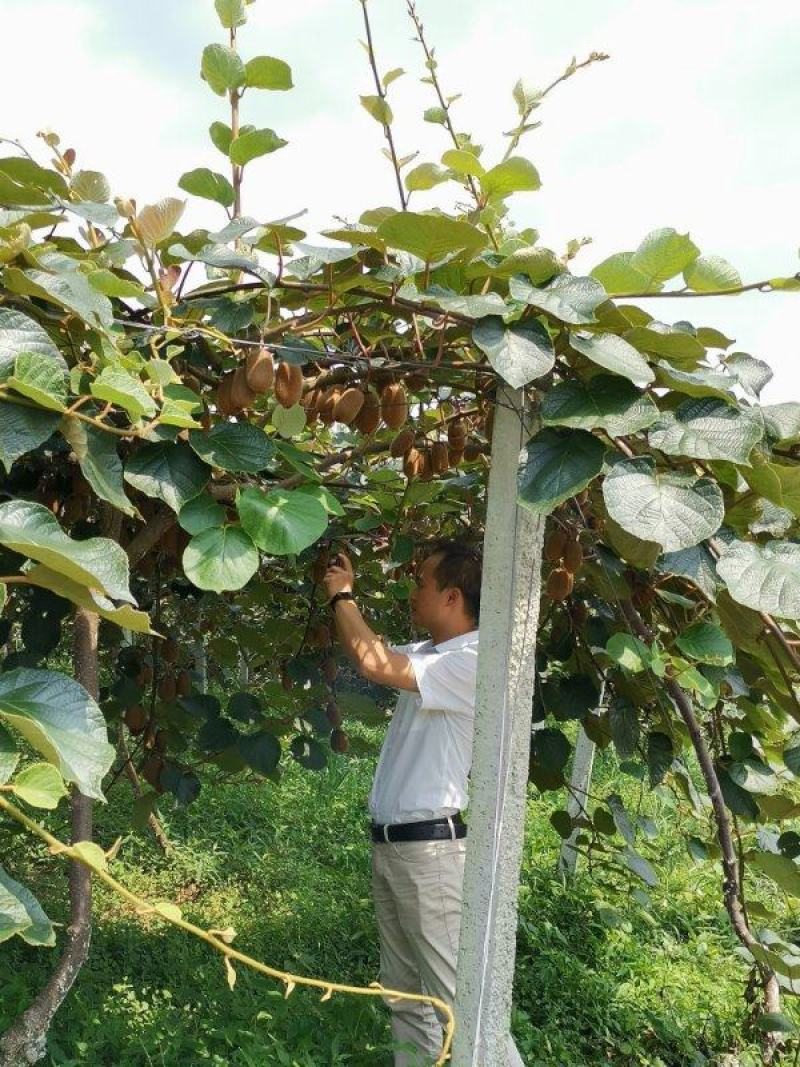 绿心猕猴桃基地直发欢迎采购欢迎采购欢迎采购欢迎采购欢迎采
