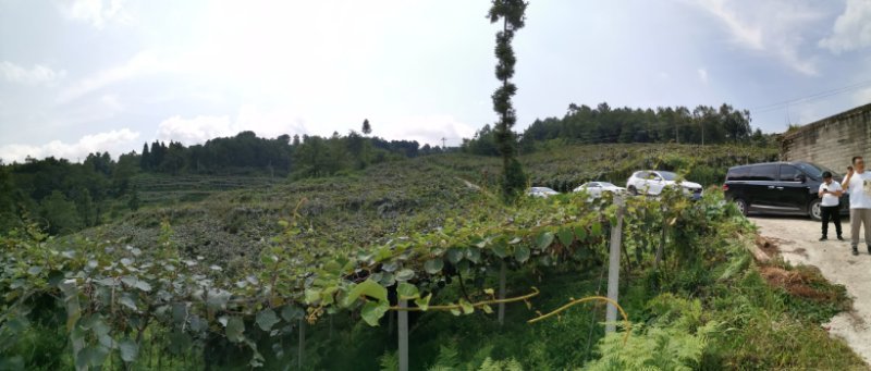 绿心猕猴桃基地直发欢迎采购欢迎采购欢迎采购欢迎采购欢迎采