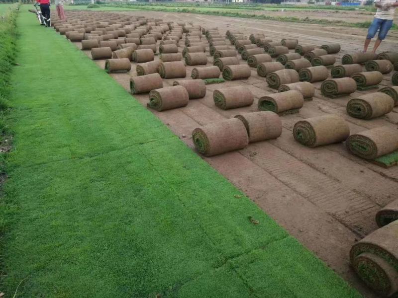 优质草坪基地批发高中低档草皮马尼拉果岭草百慕大中华结缕草