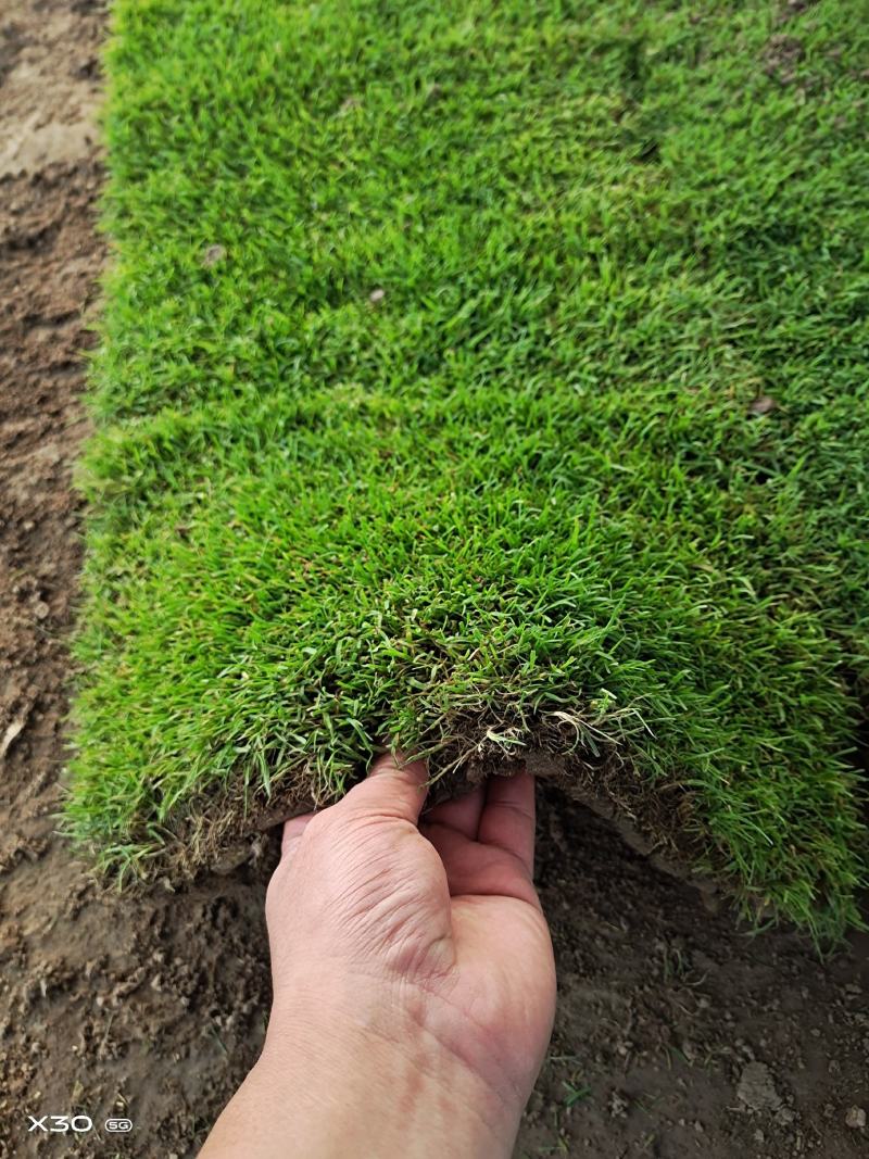 优质草坪基地批发高中低档草皮马尼拉果岭草百慕大中华结缕草