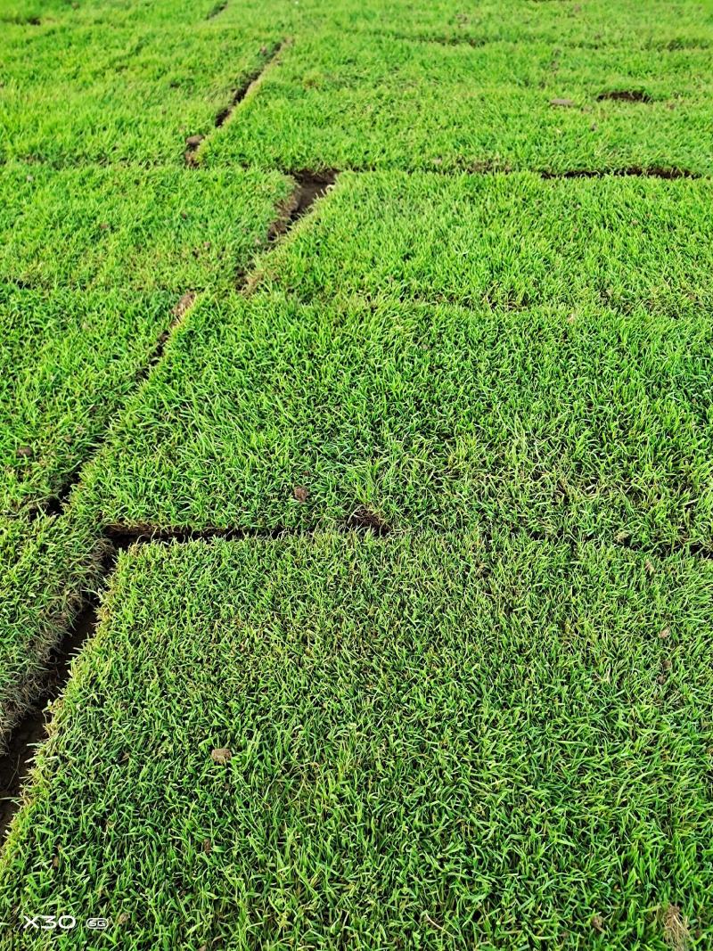 优质草坪基地批发高中低档草皮马尼拉果岭草百慕大中华结缕草