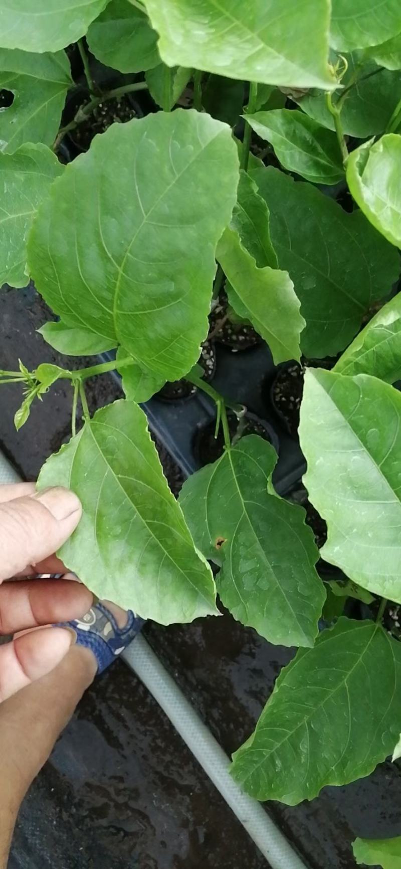 钦密9号黄金百香果苗，出售钦密9号黄金百香果苗，，，，，