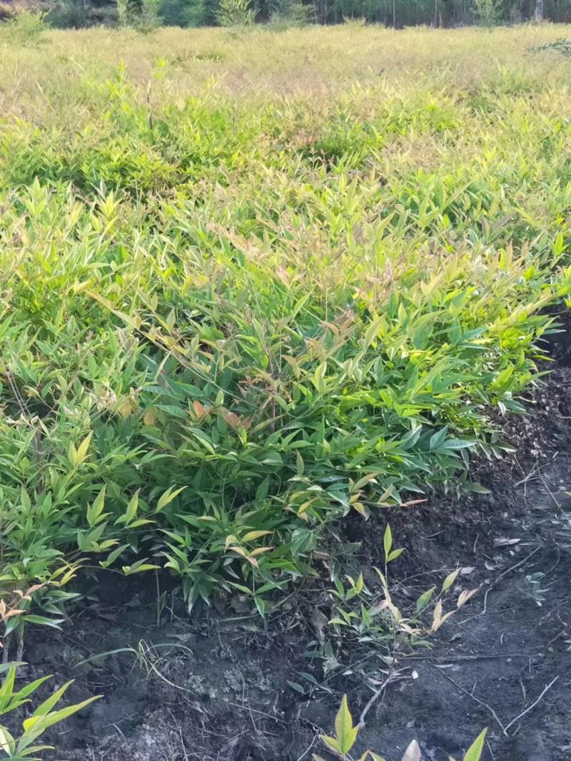 四川成都温江基地苗圃南天竹，质量保证，货源充足