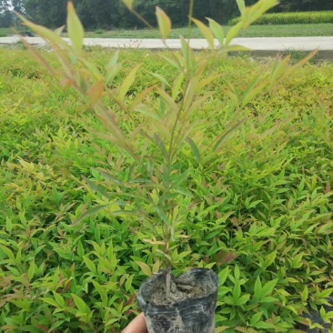 四川成都温江基地苗圃南天竹，质量保证，货源充足