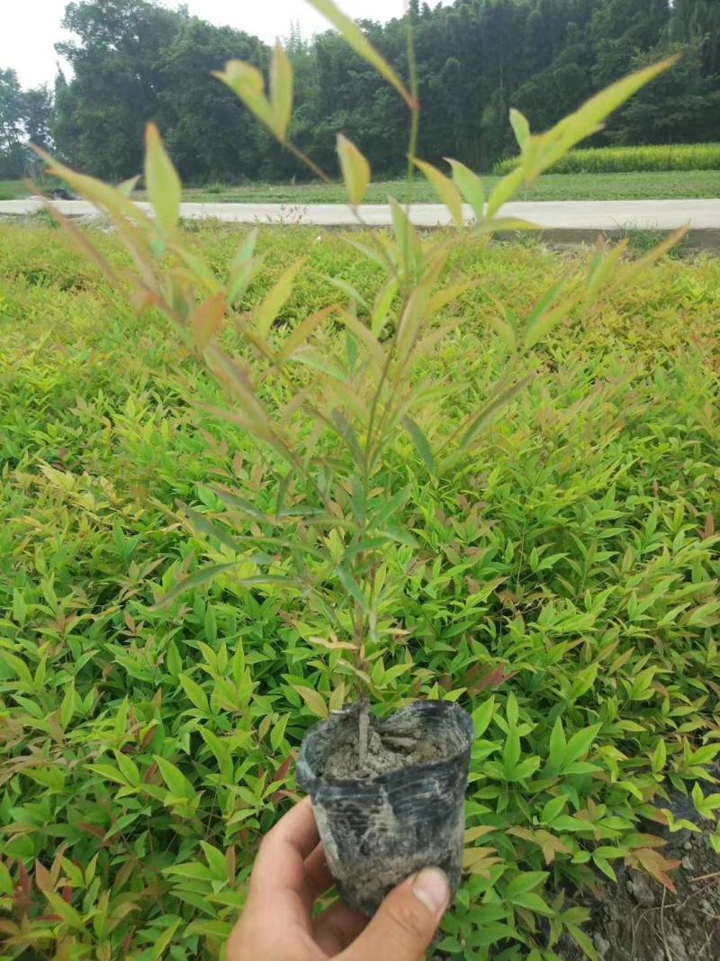 四川成都温江基地苗圃南天竹，质量保证，货源充足