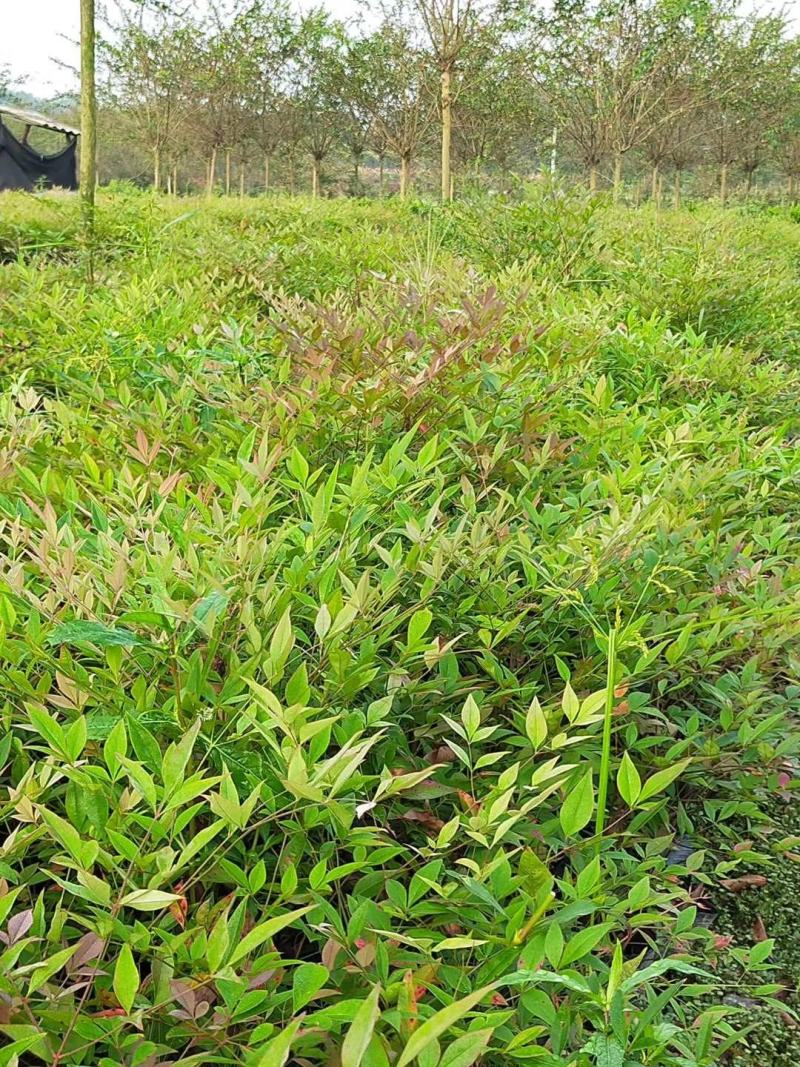 四川成都温江基地苗圃南天竹，质量保证，货源充足