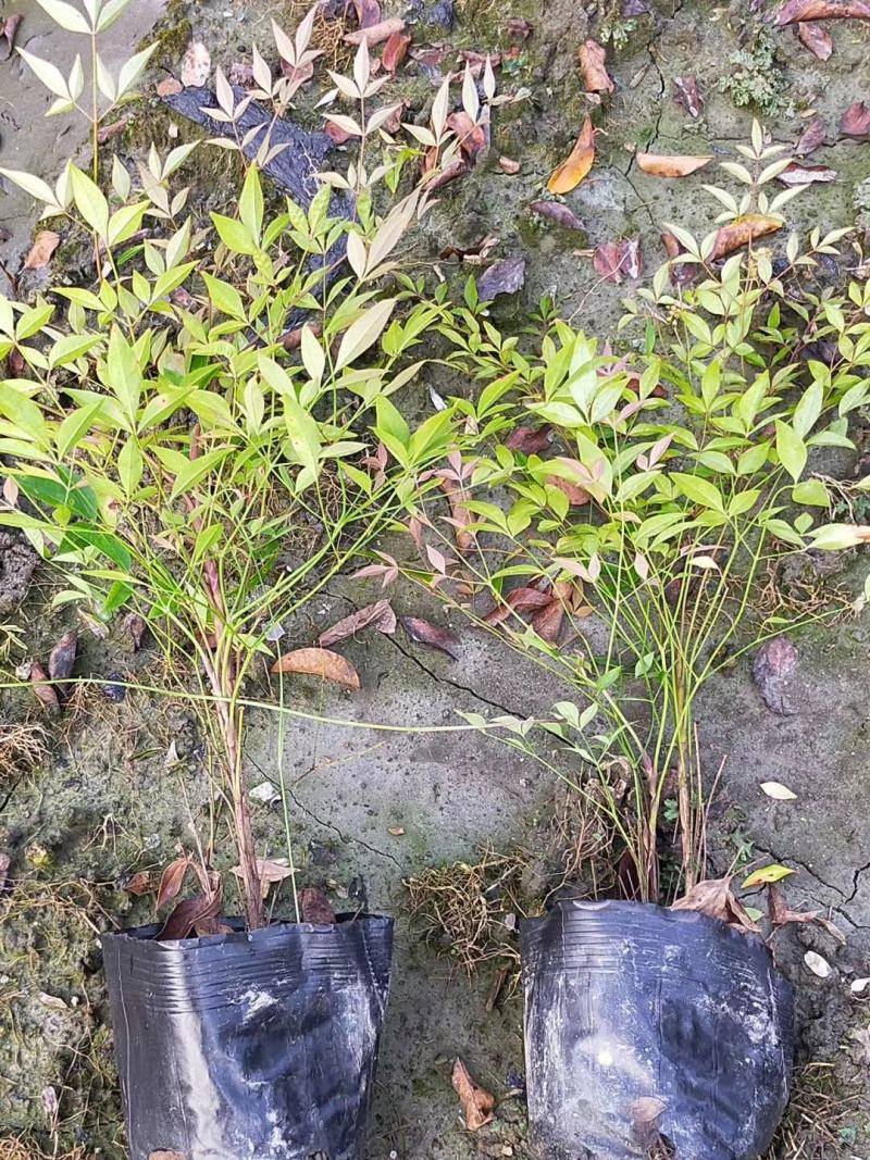 四川成都温江基地苗圃南天竹，质量保证，货源充足