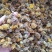 旋覆花无硫净货散装旋覆花金佛花量大从优可供批发