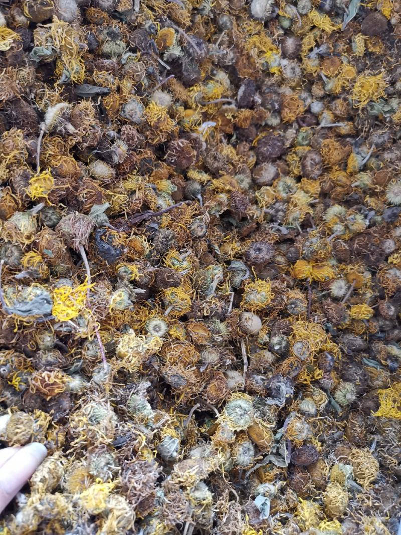 旋覆花无硫净货散装旋覆花金佛花量大从优可供批发