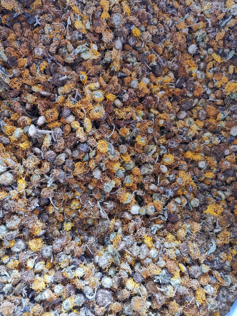 旋覆花无硫净货散装旋覆花金佛花量大从优可供批发