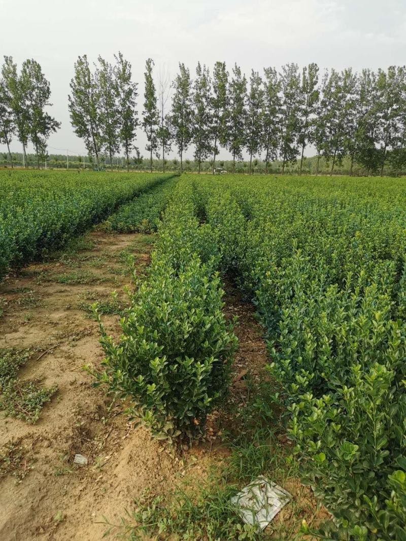 大叶黄杨基地批发大叶黄杨，大叶黄杨球，冬青，冬青球