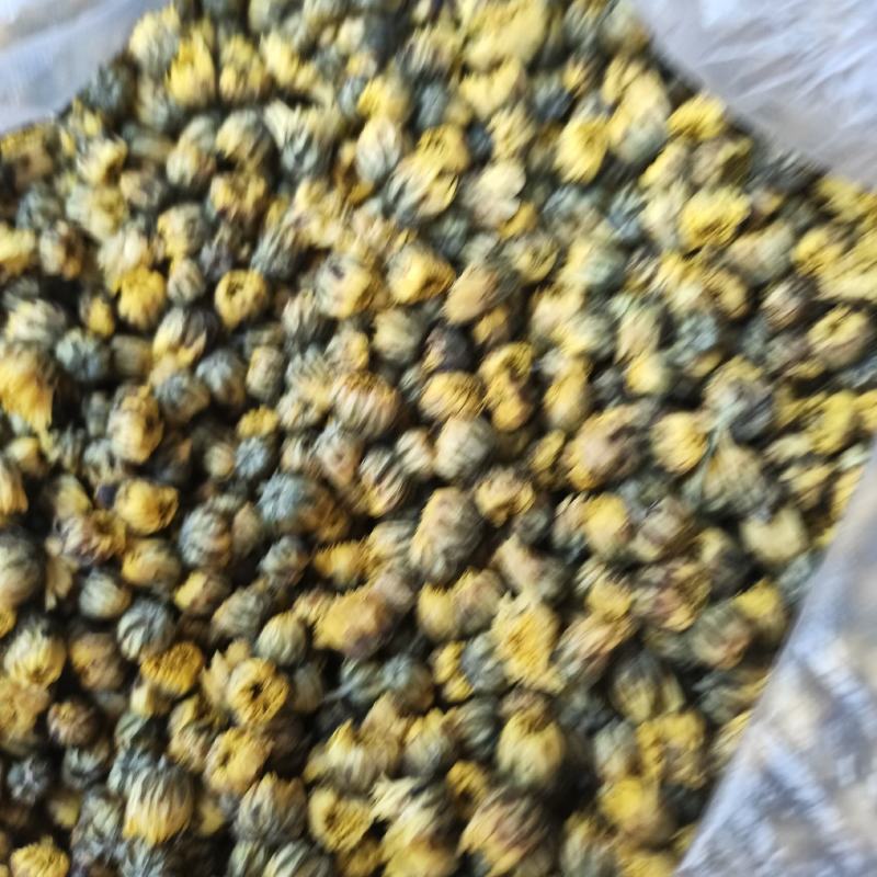 胎菊，北京菊，可以泡茶大量有货需要可以直接下单！