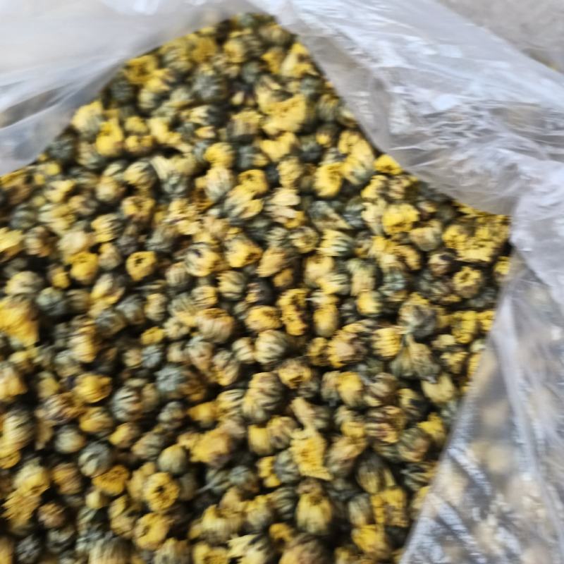 胎菊，北京菊，可以泡茶大量有货需要可以直接下单！