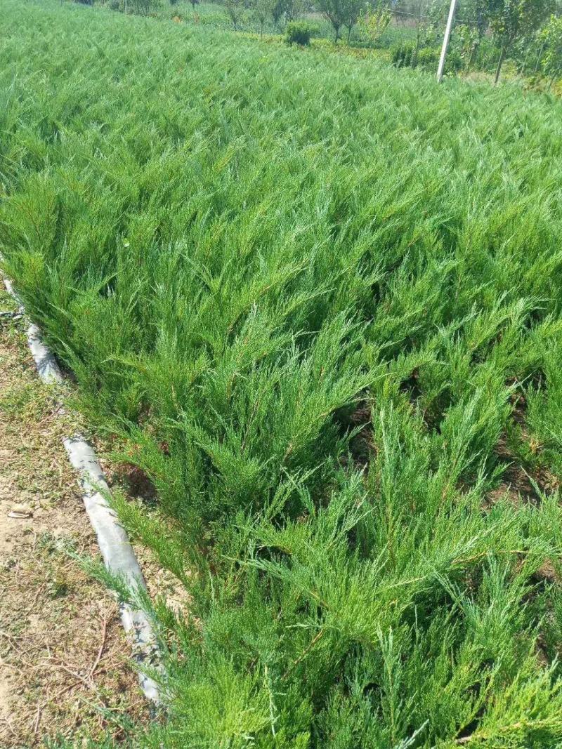 地柏铺地柏/爬地柏/沙地柏批发苏北公鼎绿化苗木园艺场